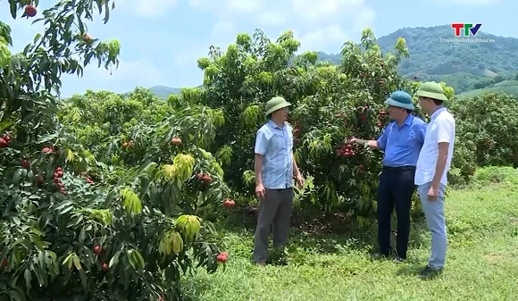 Phát triển nông nghiệp quy mô lớn tại khu vực miền núi