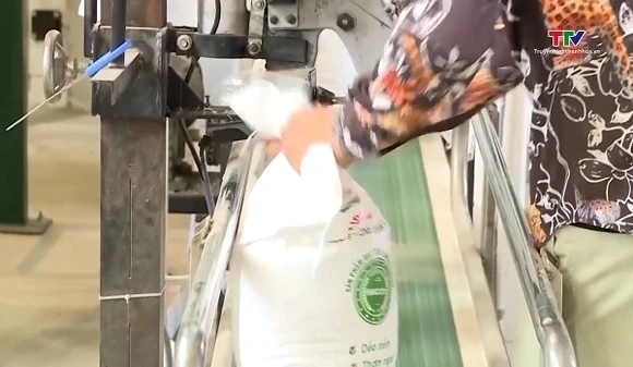 Giá gạo xuất khẩu tiếp tục giảm do cung vượt cầu