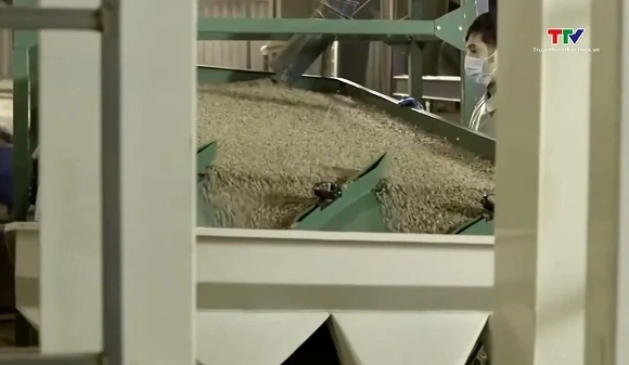Cà phê xuất khẩu tăng lượng, giảm giá trị