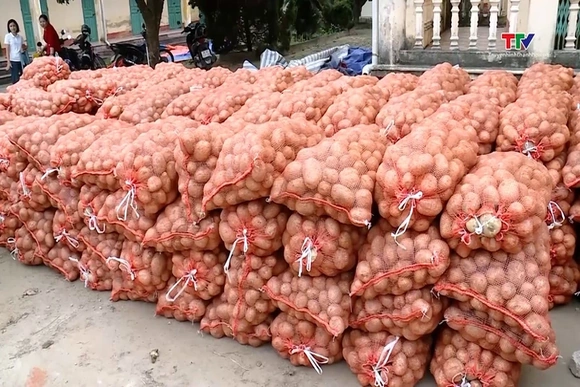 Sản xuất khoai tây vụ Đông Xuân cho thu nhập cao