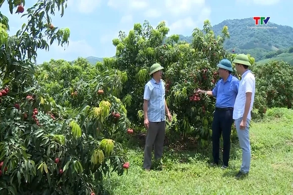 Thanh Hóa: Phát triển nông nghiệp quy mô lớn tại khu vực miền núi
