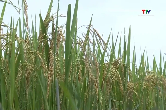 Giá lúa gạo đồng loạt tăng