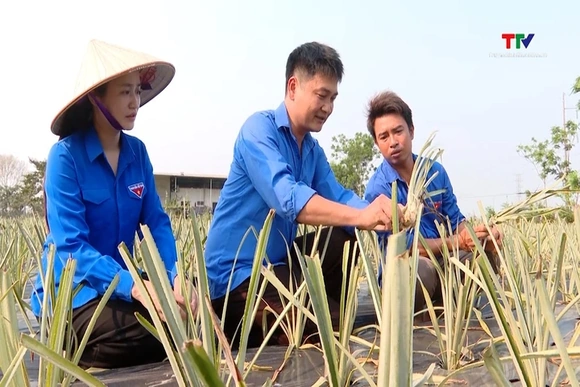 Lan tỏa phong trào thanh niên phát triển kinh tế ở Thiệu Trung