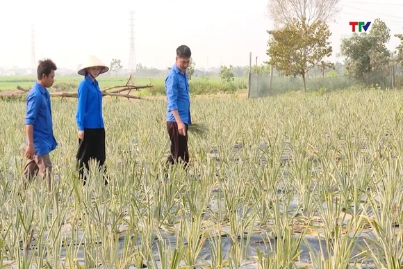 Thanh niên Thiệu Trung chung sức làm giàu trên quê hương