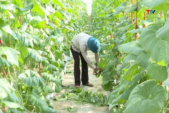 645 Hợp tác xã nông nghiệp tham gia liên kết sản xuất