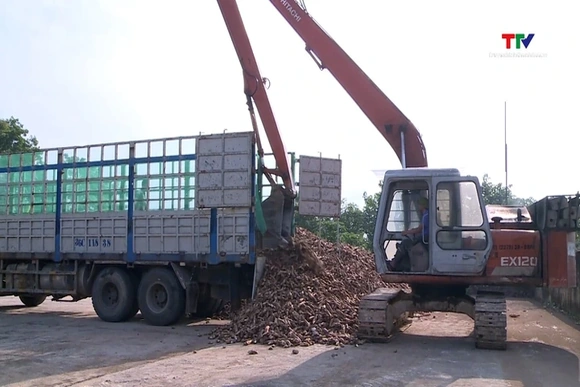 Nguồn cung giảm mạnh, giá sắn tăng gần gấp đôi cùng kỳ