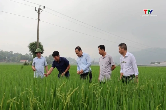 Kiểm tra tình hình sâu bệnh vụ chiêm Xuân 2026 tại xã Cẩm Thủy