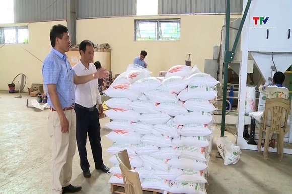 Giá gạo xuất khẩu tiếp tục giảm do cung vượt cầu
