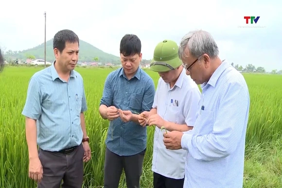 Tập trung chăm sóc lúa chiêm Xuân giai đoạn trổ bông