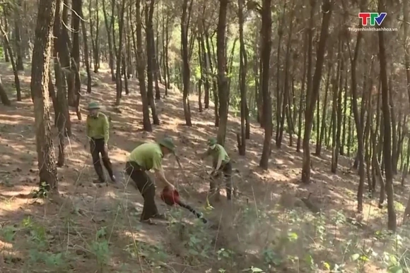 Chủ động làm giảm vật liệu cháy dưới tán rừng thông