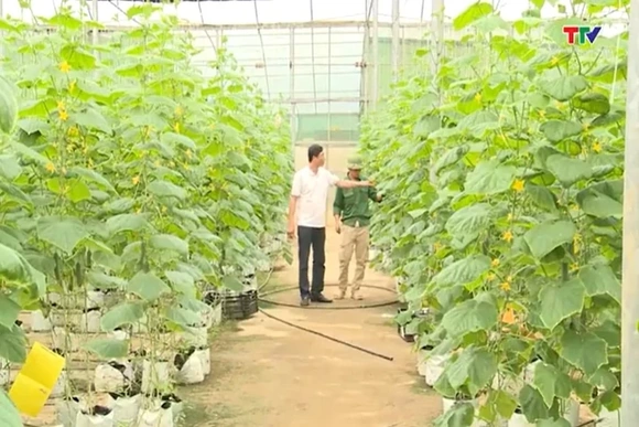 Xây dựng thương hiệu OCOP cho sản phẩm dưa Thanh Hóa