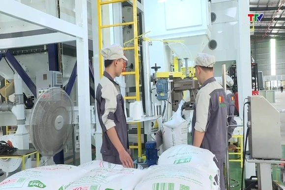 Giá gạo dự báo tiếp tục tăng