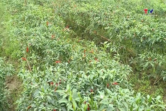 Giá ớt giảm mạnh giữa vụ thu hoạch