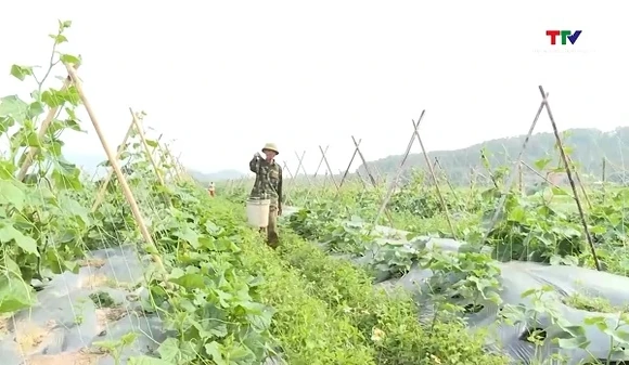 Hợp tác xã thúc đẩy sản xuất và tiêu thụ nông sản an toàn