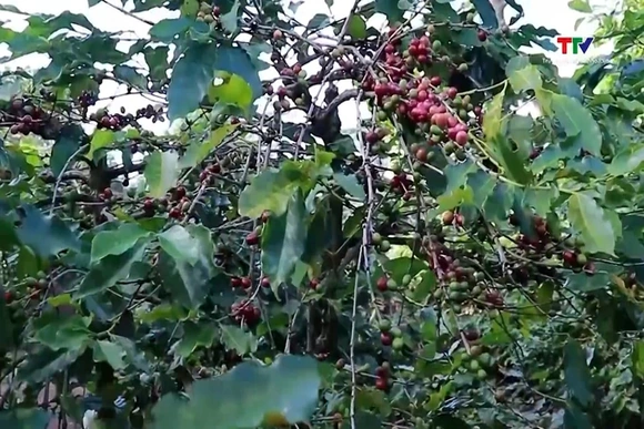 Dự báo giá cà phê tăng nhẹ thời gian tới