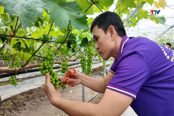 Hợp tác xã thúc đẩy sản xuất và tiêu thụ nông sản