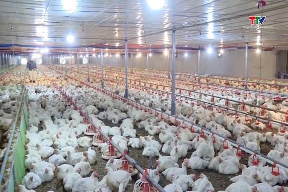 Thanh Hóa thúc đẩy chăn nuôi gà quy mô lớn