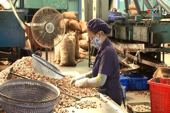 Xuất khẩu rau quả cả nước đạt 1,53 tỷ USD trong quý I/2026
