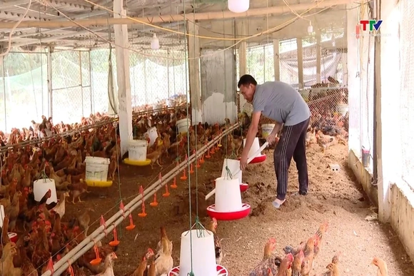 Nuôi gà an toàn sinh học, giải pháp chăn nuôi bền vững