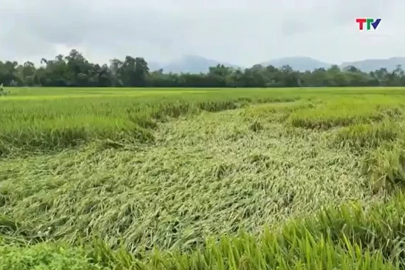 Mưa lớn gây thiệt hại 200ha lúa tại xã Cẩm Tú