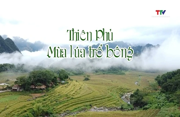 Thiên Phủ mùa lúa trổ bông