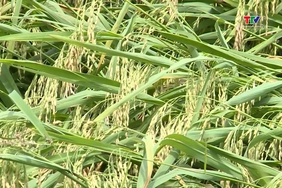 Chủ động các biện pháp ứng phó thời tiết cực đoan