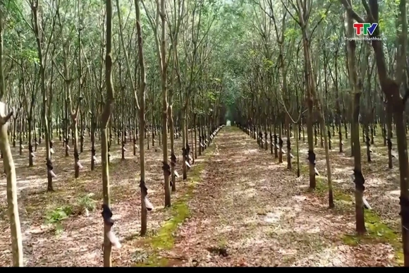 Giá cao su tăng nhẹ