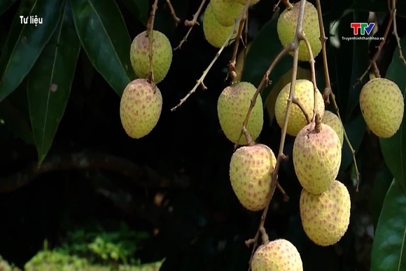 Vải thiều mất mùa, giá tăng cao