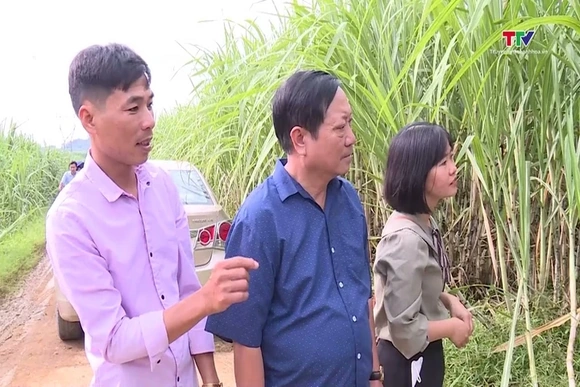 Hợp tác xã liên kết sản xuất theo chuỗi, nâng cao thu nhập cho người lao động