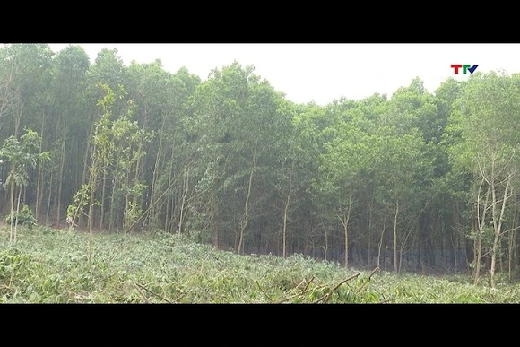 Thanh Hóa có hơn 56.000 ha rừng trồng gỗ lớn