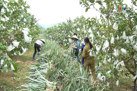 Phong trào sản xuất, kinh doanh giỏi - Động lực để nông dân làm giàu
