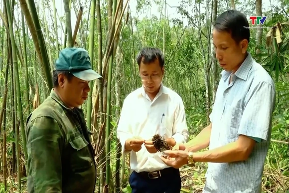 Vầu chết hàng loạt, người dân miền núi đối mặt nhiều khó khăn