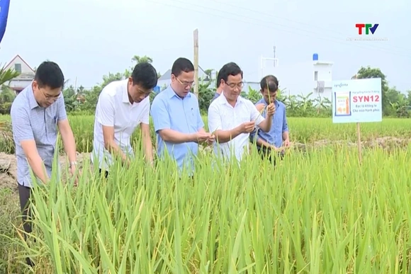 Nhân rộng diện tích giống lúa lai 3 dòng SYN 12