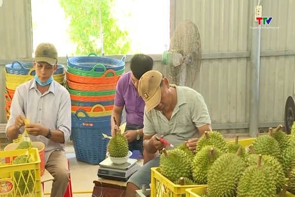 Giá sầu riêng giảm sâu, thị trường tiêu thụ đối diện nhiều áp lực