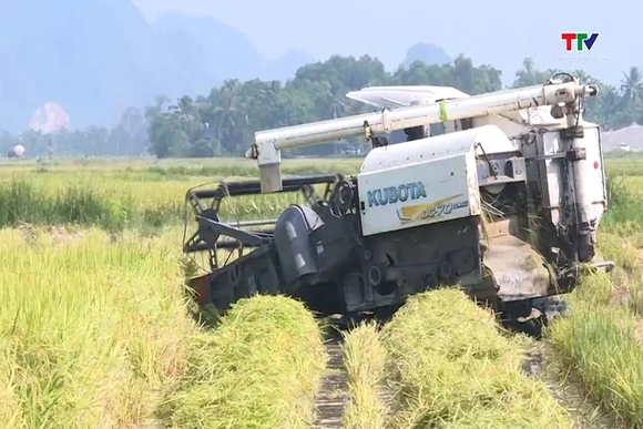 Tập trung thu hoạch vụ Xuân, bảo đảm sản xuất an toàn