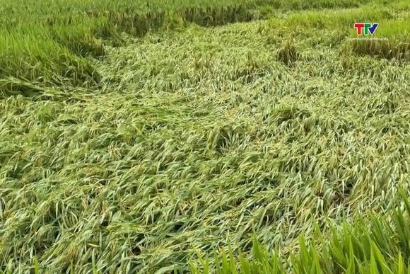 Mưa lớn gây thiệt hại 200ha lúa tại xã Cẩm Tú