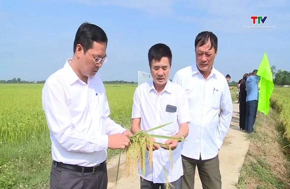 Chuyển đổi cơ cấu giống lúa thích ứng với biến đổi khí hậu
