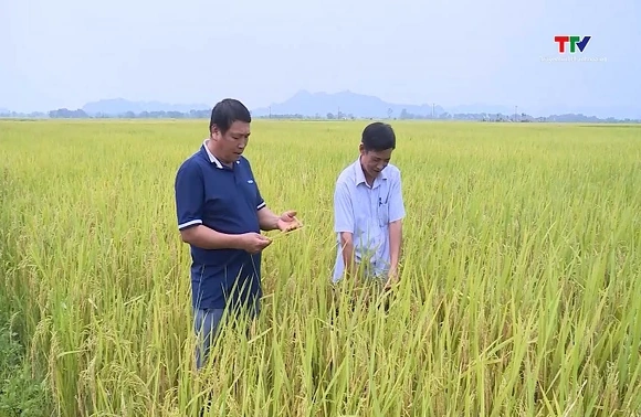 Năng suất lúa Xuân 2026 đạt cao hơn so với cùng kỳ