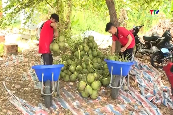 Giá dừa tăng vọt