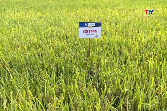 Chuyển đổi cơ cấu giống lúa thích ứng với biến đổi khí hậu