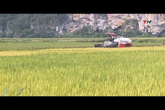 Năng suất lúa vụ Xuân 2026 ước đạt 67 tạ/1ha