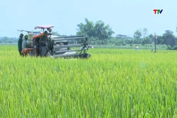 Xã Thọ Lập khẩn trương thu hoạch lúa chiêm xuân