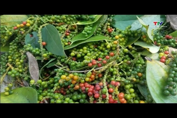 Xuất khẩu hồ tiêu Việt Nam duy trì đà tăng trưởng