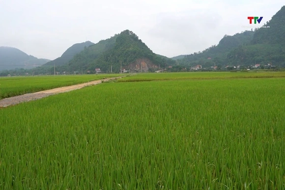 Xã Tống Sơn đánh giá năng suất vụ Chiêm Xuân năm 2026