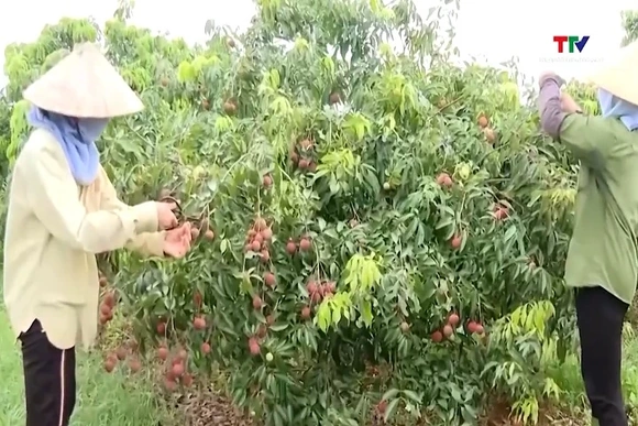 Chuẩn hóa mã số vùng trồng để bảo vệ thương hiệu nông sản Việt