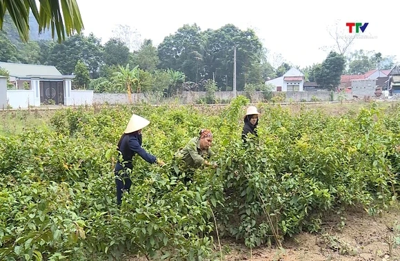 Phát triển dược liệu gắn với chuyển đổi cơ cấu cây trồng