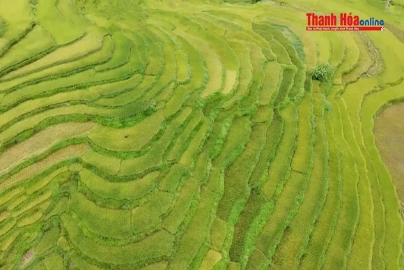 Mùa vàng về trên vùng cao xứ Thanh