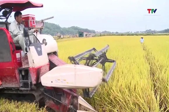 Đẩy nhanh tiến độ thu hoạch lúa chiêm xuân