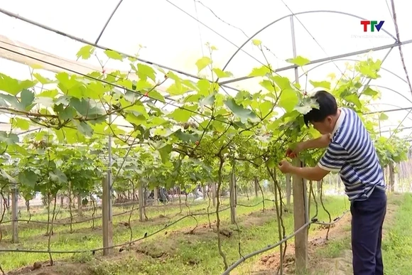 Thanh Hóa có 230 ha sản xuất nông nghiệp ứng dụng nhà màng, nhà lưới