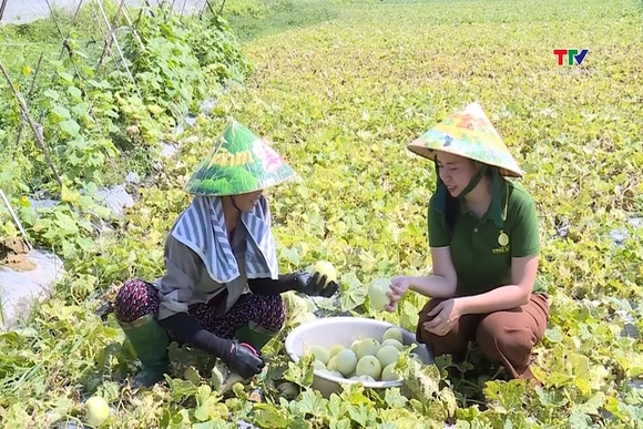 Xây dựng nhãn hiệu tập thể cho dưa lê Hồng Nhuệ